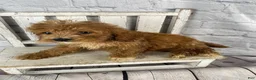 Cockapoo dogs for sale: Puck - Ad 5