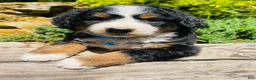 Bernedoodle dogs for sale: Cooper - Ultra Bernedoodle  - Ad 5