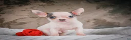 Chihuahua dogs for sale: Lane - Ad 3