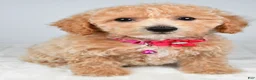 Bichpoo dogs for sale: Serena - Ad 3