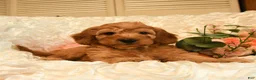Mini Goldendoodle dogs for sale: Gunner - Ad 4