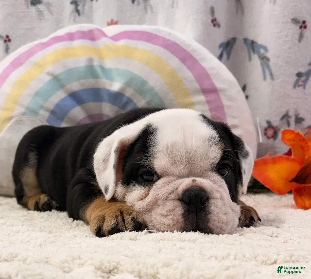 English Bulldog dogs for sale: Bruce - Ad 2