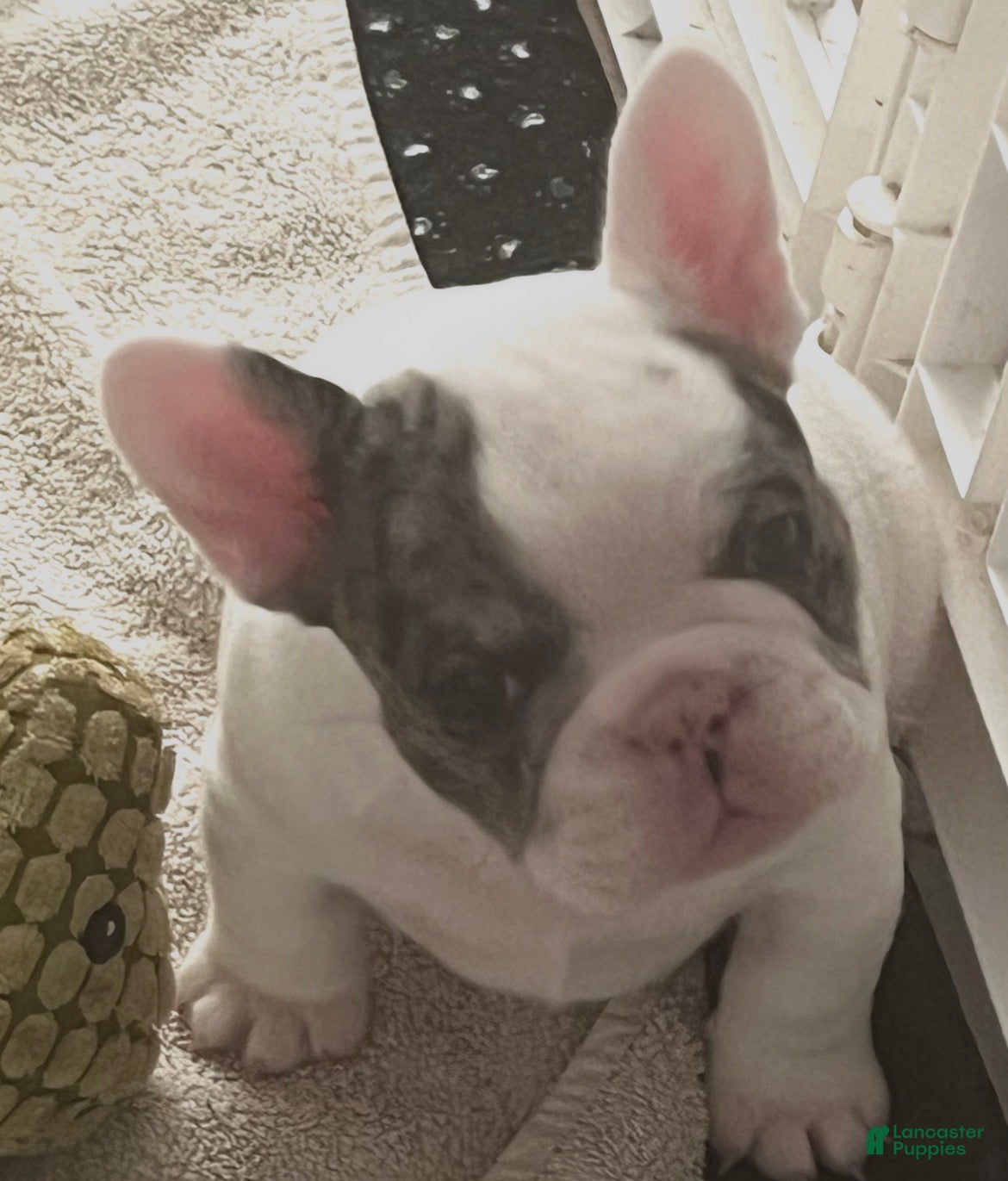 French Bulldog dogs Cajun - Ad 3
