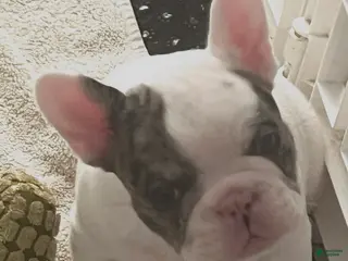 French Bulldog dogs Cajun - Ad 11