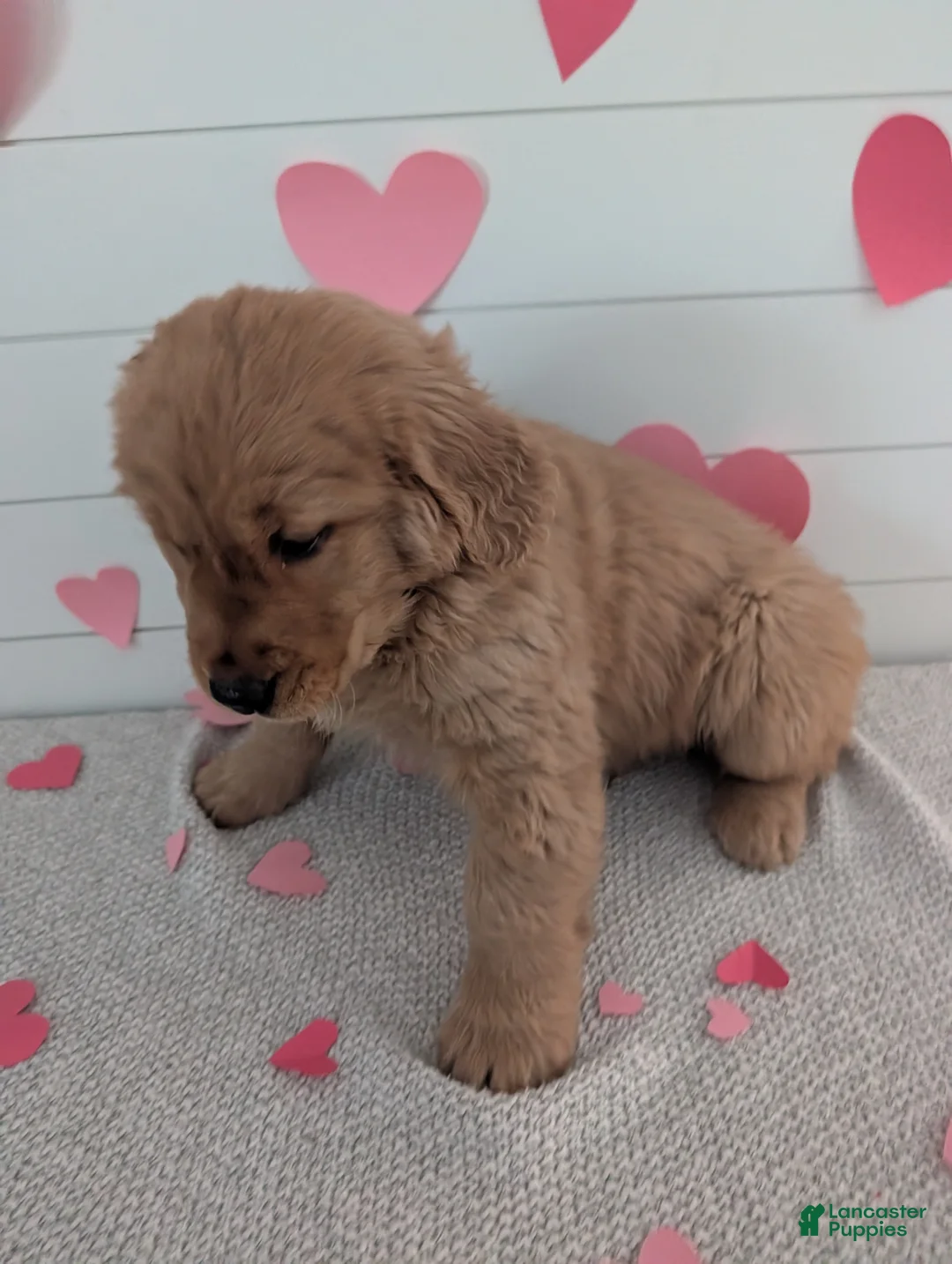 Golden Retriever dogs for sale: Tucker - Ad 12