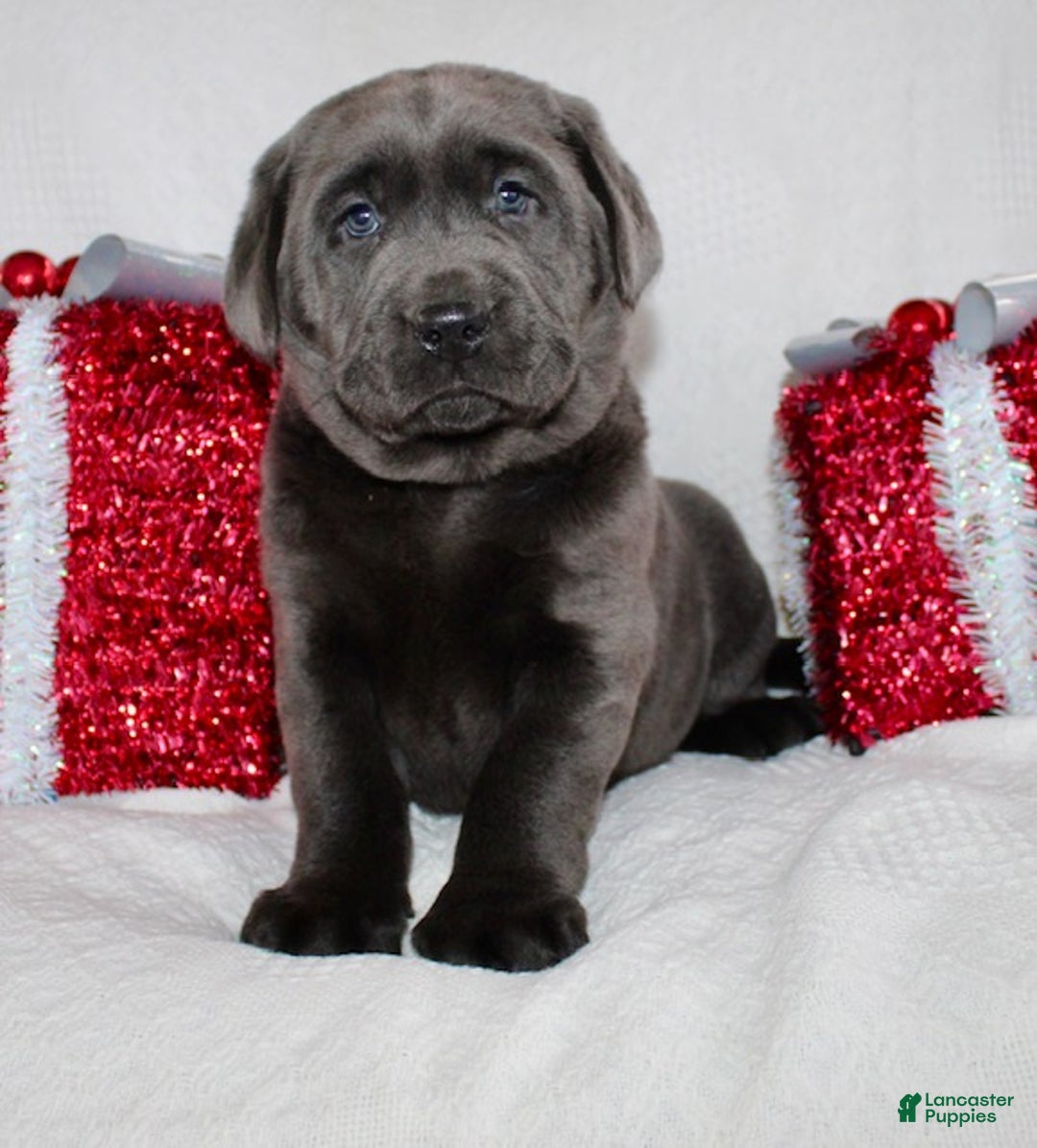 Labrador Retriever dogs for sale: Rosco - Ad 2