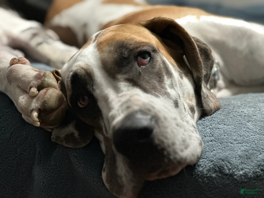 Great Dane dogs for sale: Tobie - Ad 21