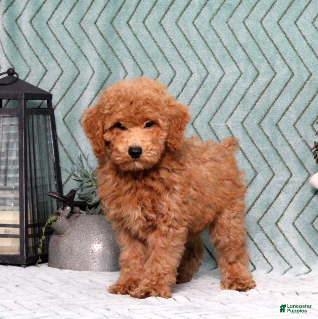 Miniature Poodle dogs for sale: Gulliver - Ad 1