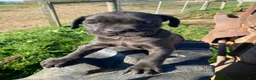 Cane Corso dogs for sale: Coco - Ad 1