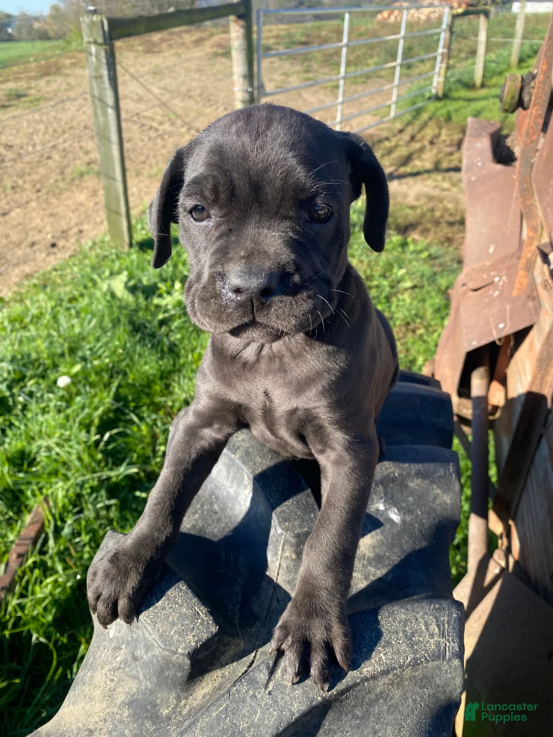 Cane Corso dogs for sale: Coco - Ad 1