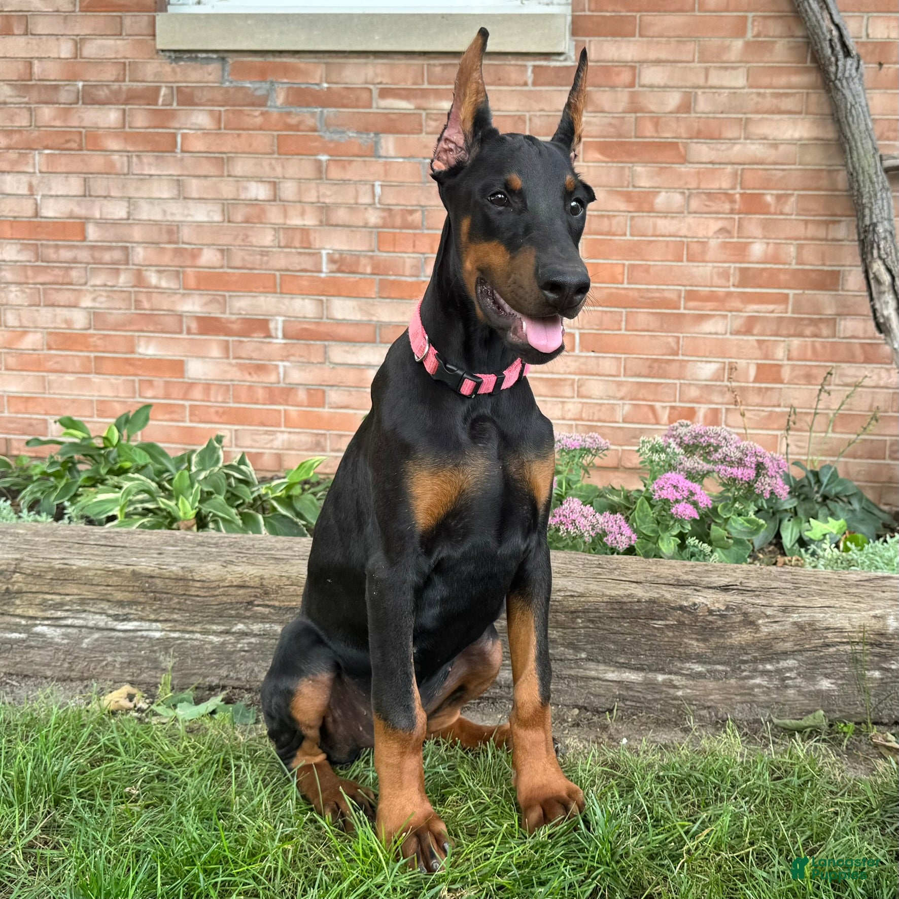 Doberman Pinscher dogs Zelda - Ad 2