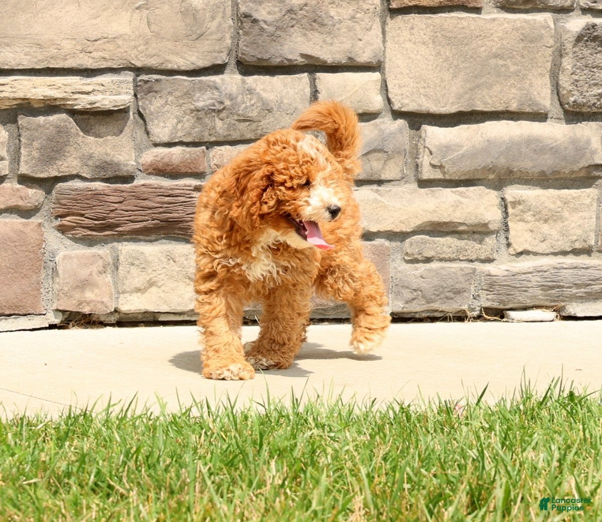 Cavapoo dogs Captain - Ad 1