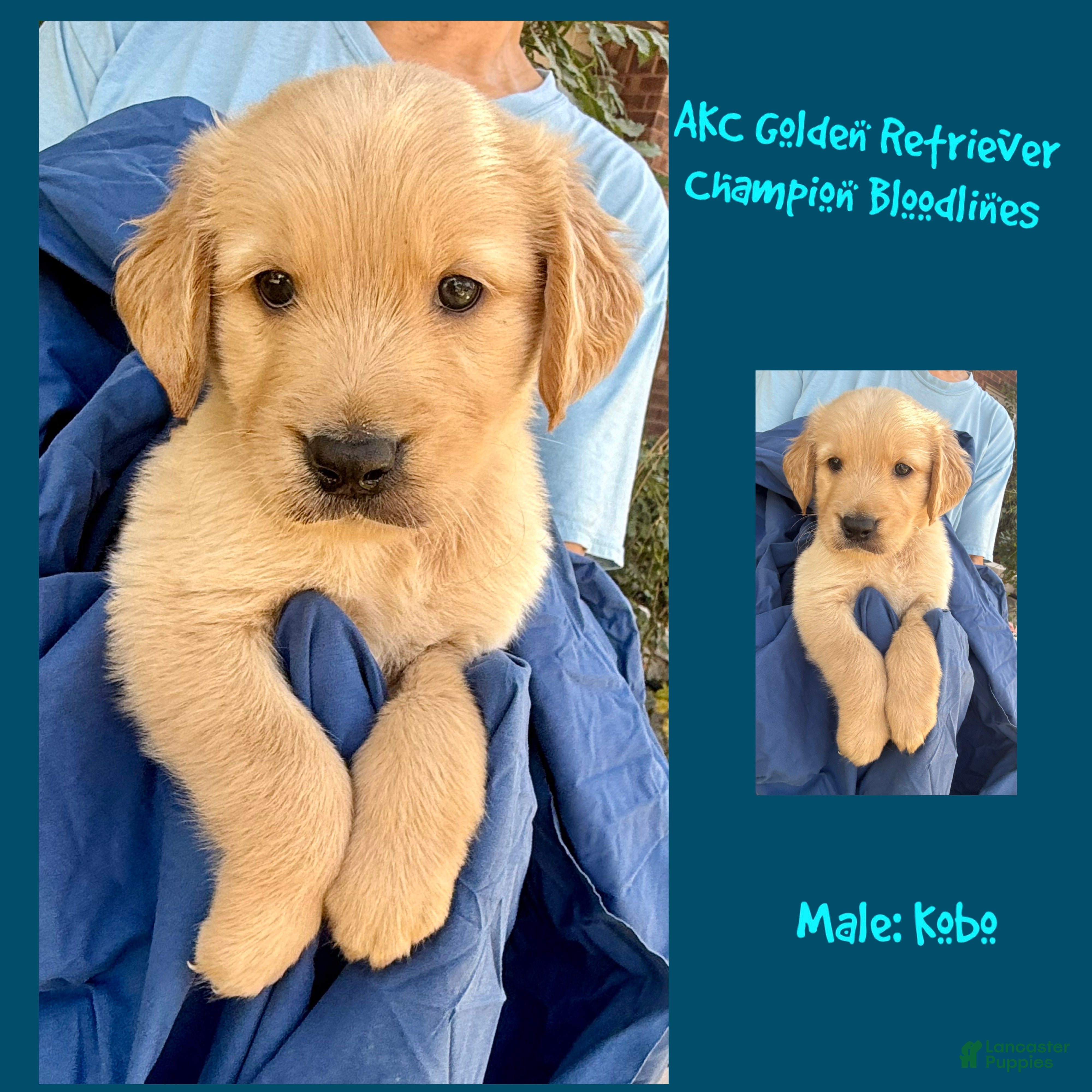 Golden Retriever dogs Kobo - Ad 1