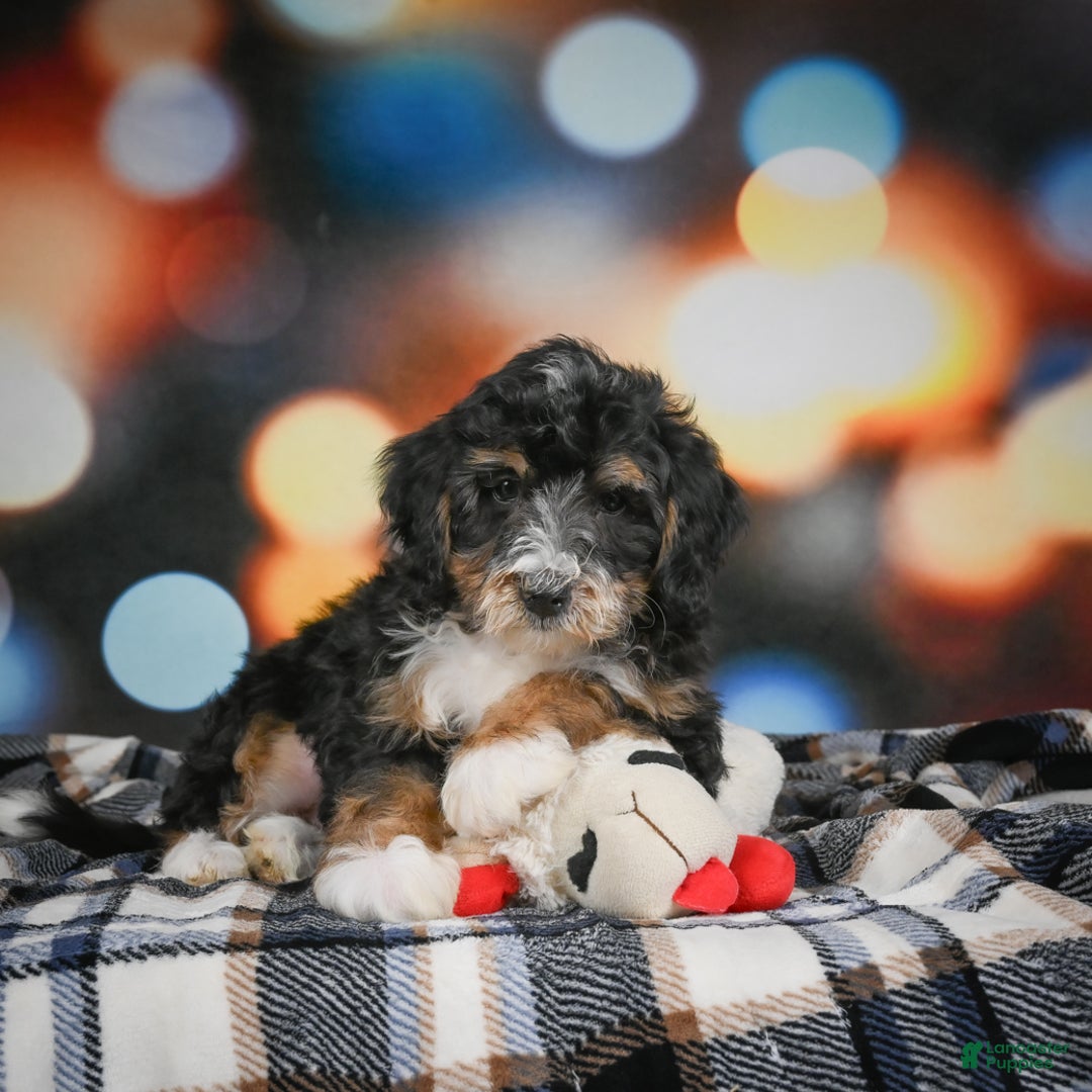 Mini Bernedoodle dogs for sale: Mia - Ad 8