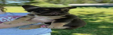 Chewy