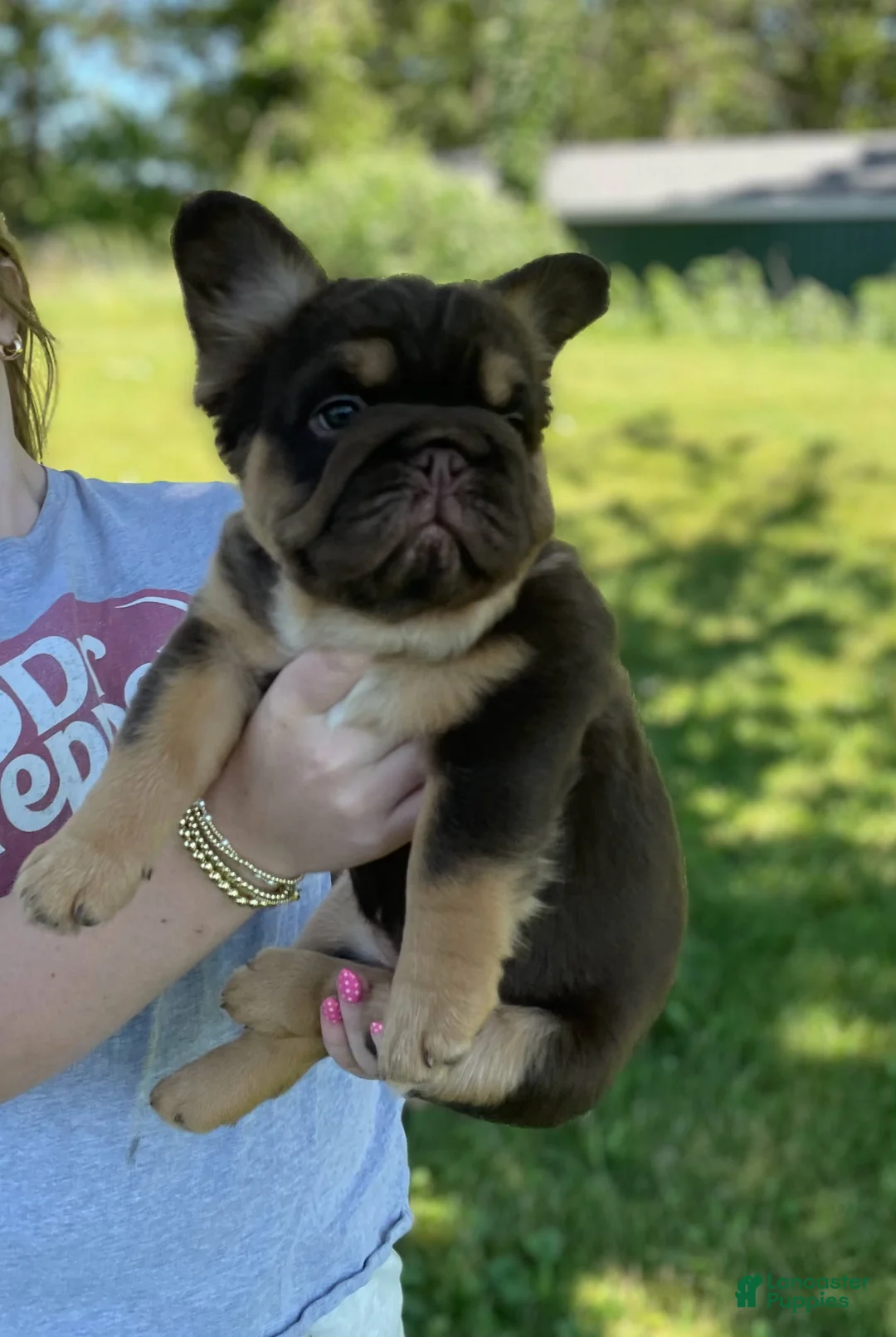 French Bulldog dogs for sale: Chewy - Ad 1