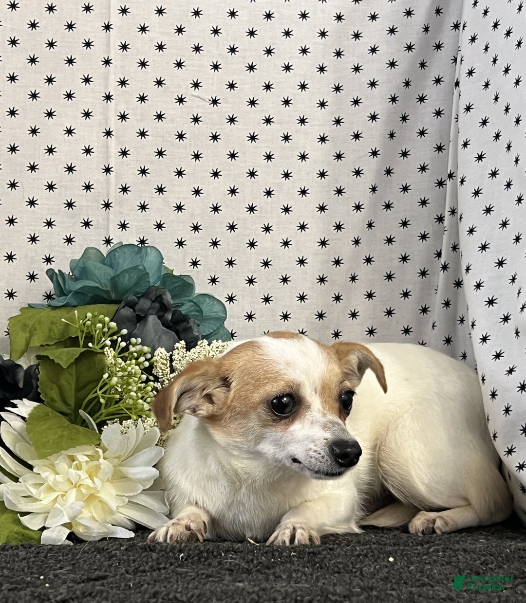 Chihuahua dogs for sale: Babes - Ad 4