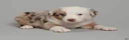 Australian Shepherd dogs for sale: Remy - Ad 3