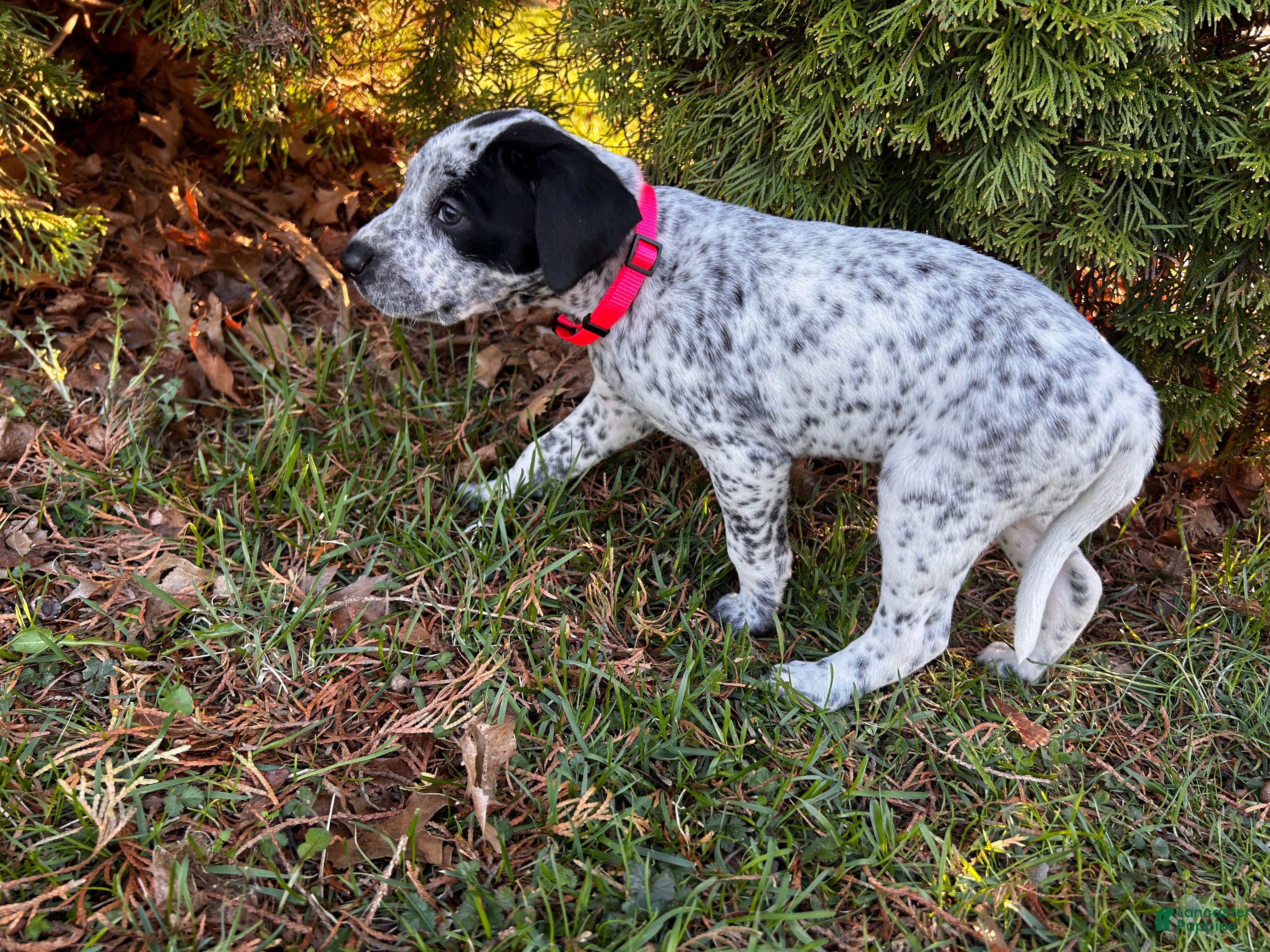 Mixed Breed dogs 🐨Koala-Dalmatian/GSP - Ad 1