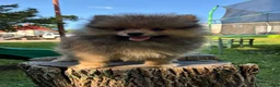 Pomeranian dogs for sale: Bandit  - Ad 1
