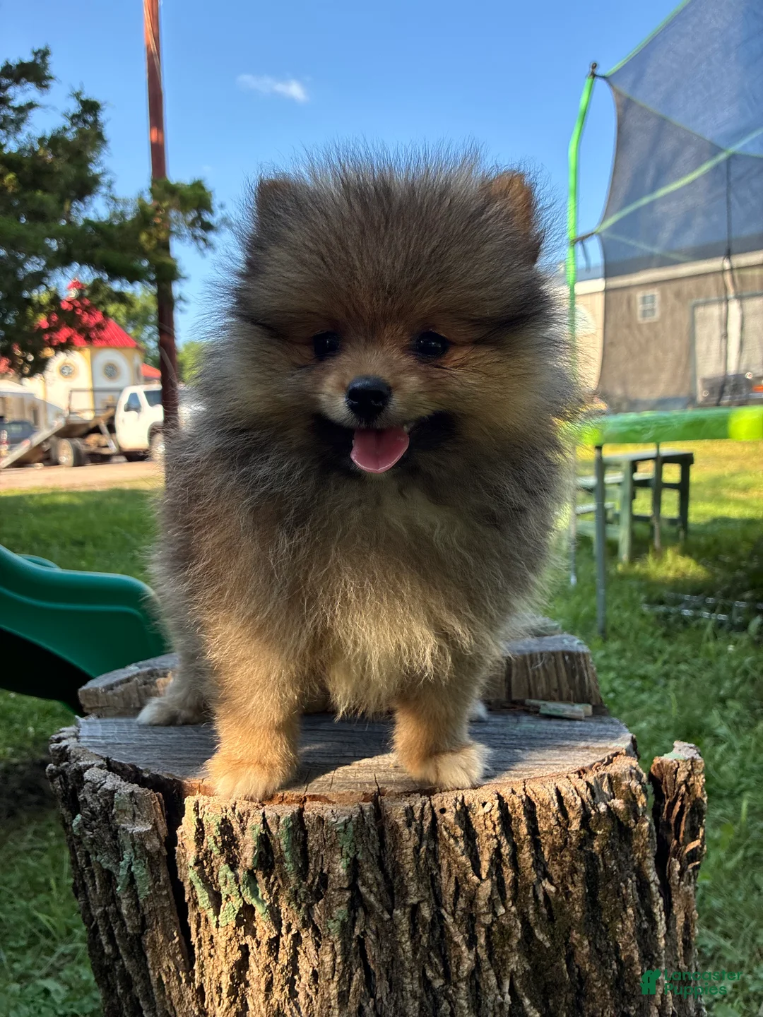 Pomeranian dogs for sale: Bandit  - Ad 1