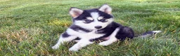 Pomsky dogs for sale: Daisy - Ad 1