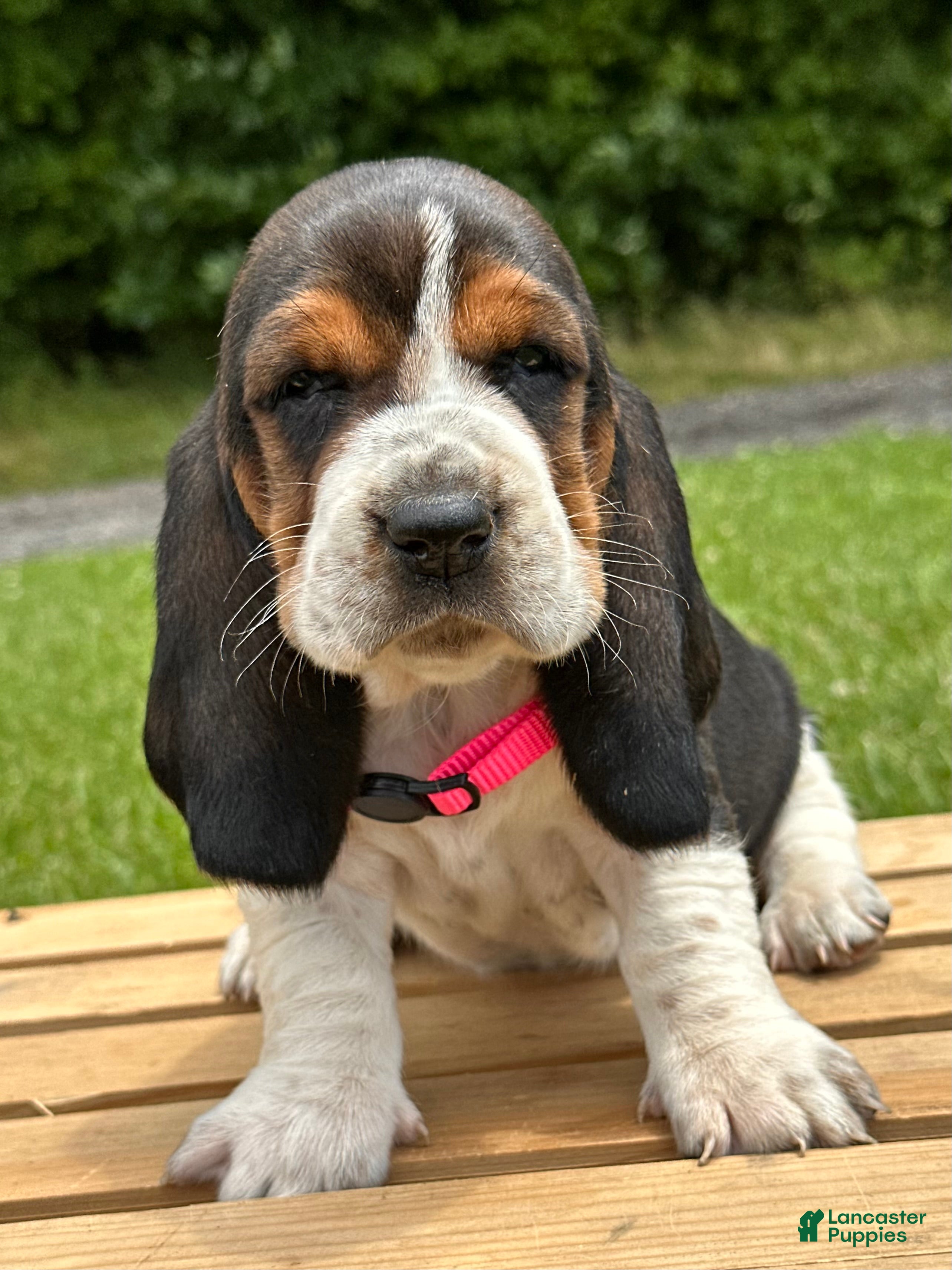 Basset Hound dogs Annabelle - Ad 1