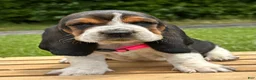 Basset Hound dogs for sale: Annabelle - Ad 1