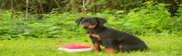 Doberman Pinscher dogs for sale: Malcolm - Ad 3