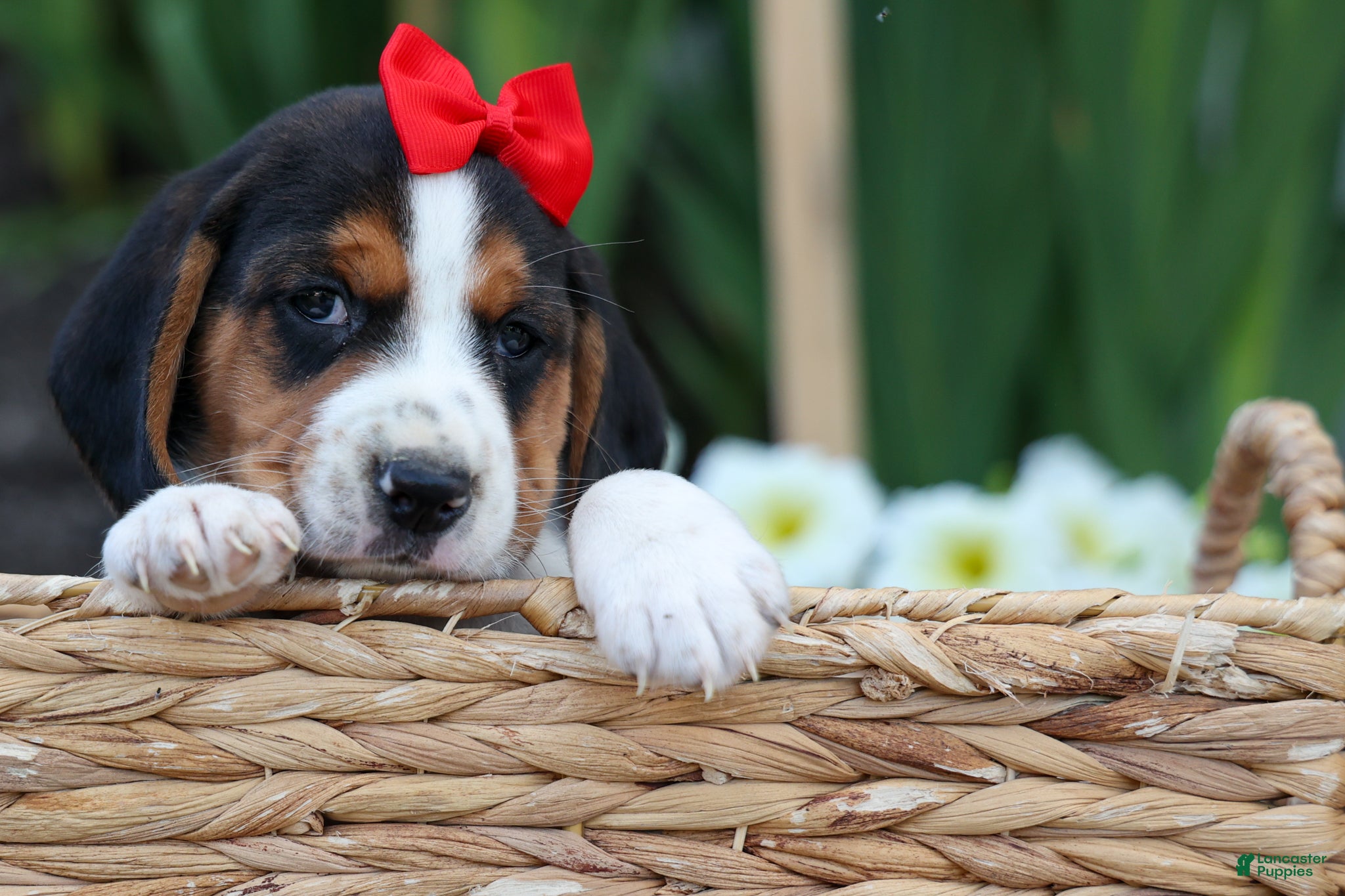 Beagle dogs Chip🐶 - Ad 1