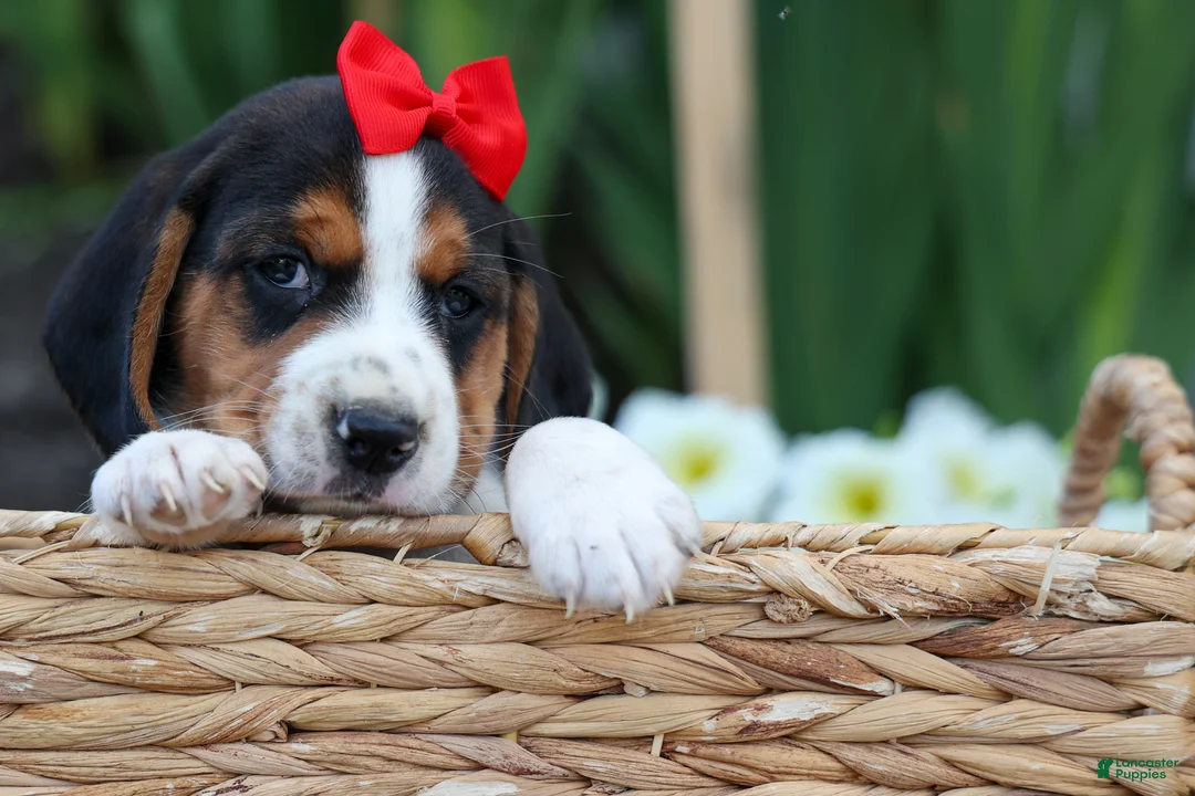 Beagle dogs for sale: Chip🐶 - Ad 1