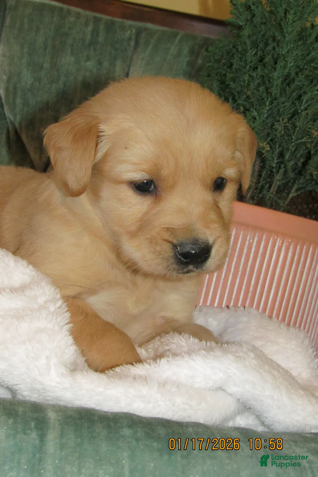 Golden Retriever dogs for sale: Golden Retriever Puppy 7 Rider - Ad 3