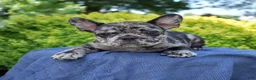 French Bulldog dogs for sale: Breeze - Ad 3