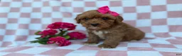 Cavapoo dogs for sale: Sophie  - Ad 4