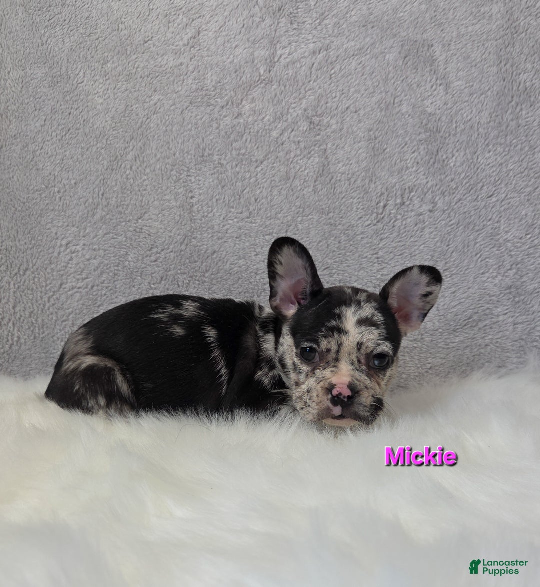 Mixed Breed dogs for sale: Mickie - Ad 6