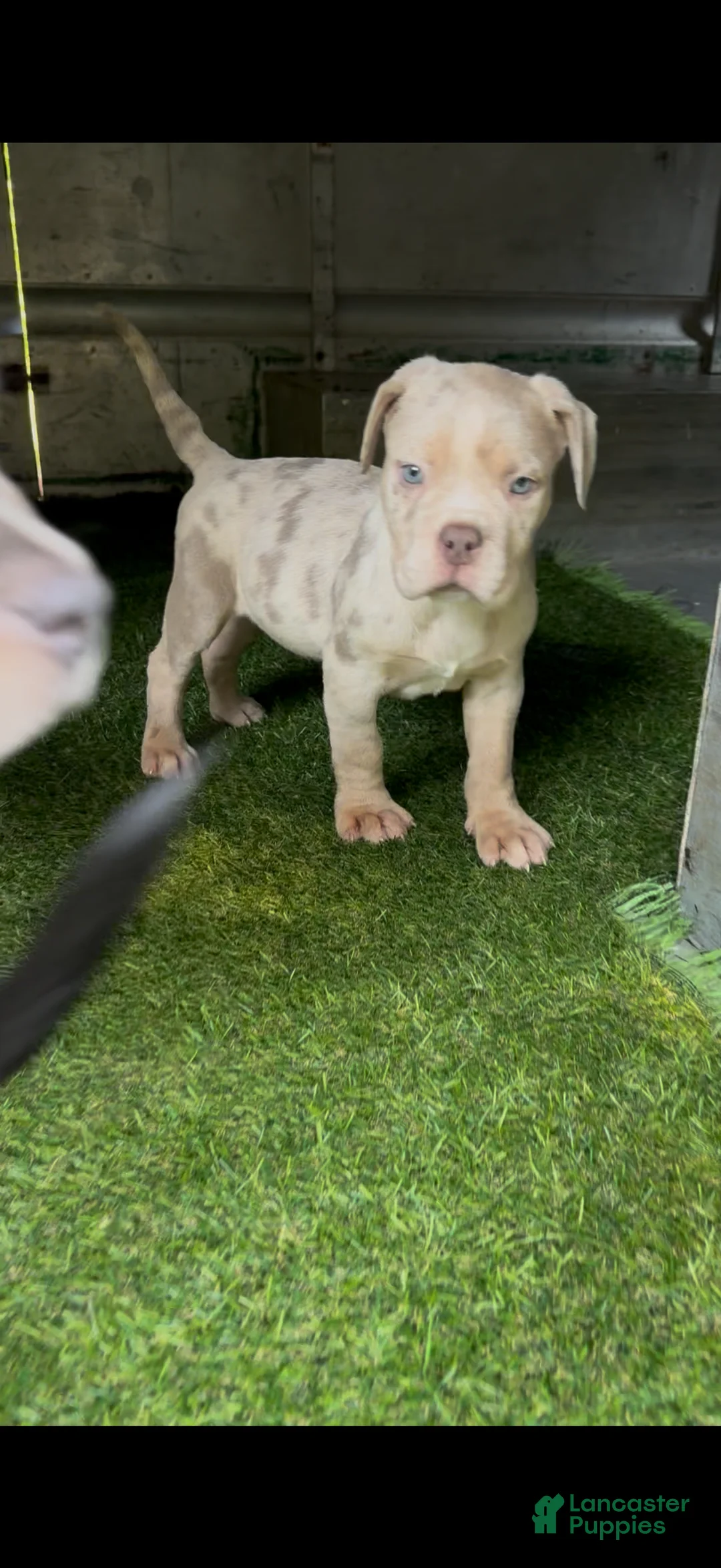 American Bully dogs for sale: American Bully 2 - Ad 2