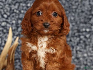 Cavapoo dogs Dawn - Ad 4