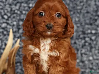 Cavapoo dogs Dawn - Ad 21
