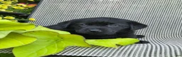 Labrador Retriever dogs for sale: Abby  - Ad 3