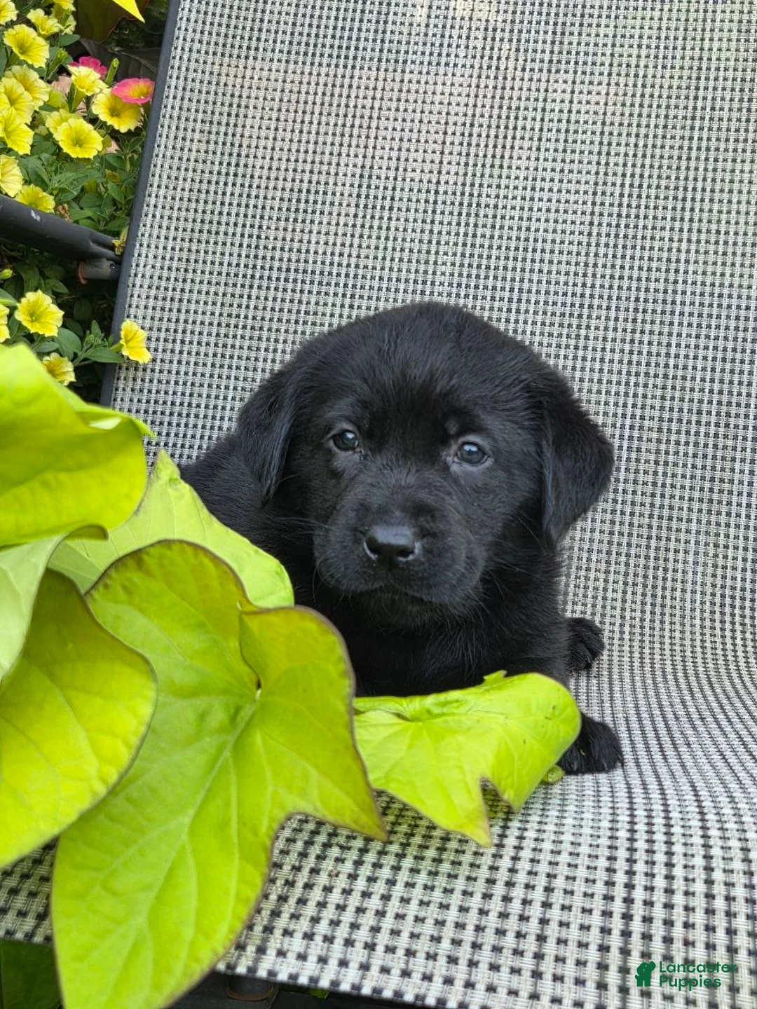 Labrador Retriever dogs for sale: Abby  - Ad 3