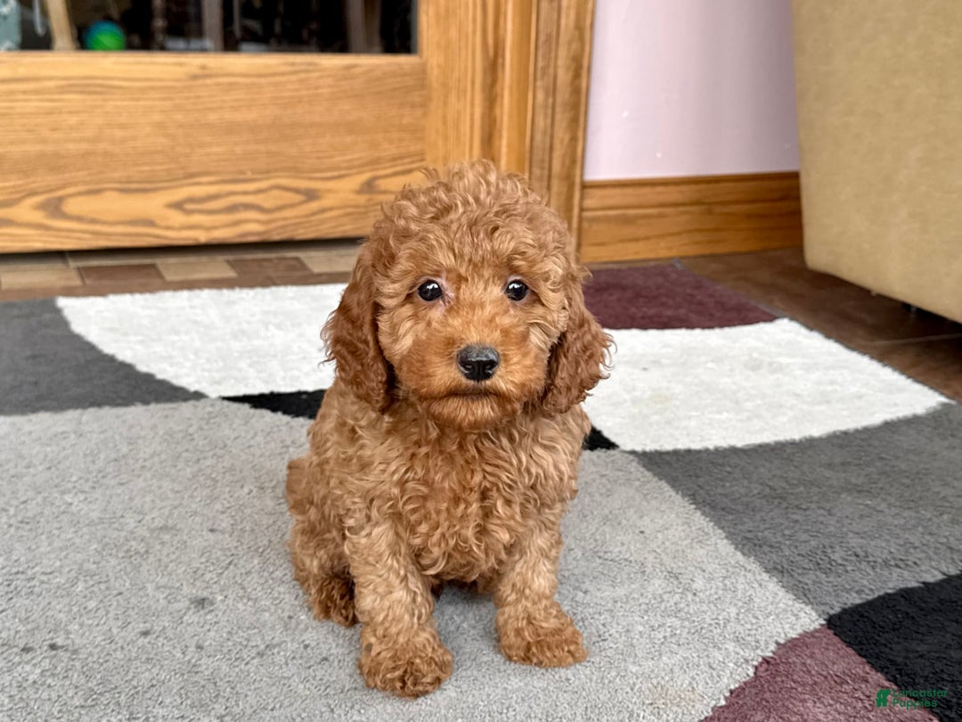 Cockapoo dogs for sale: Waylon - Ad 4