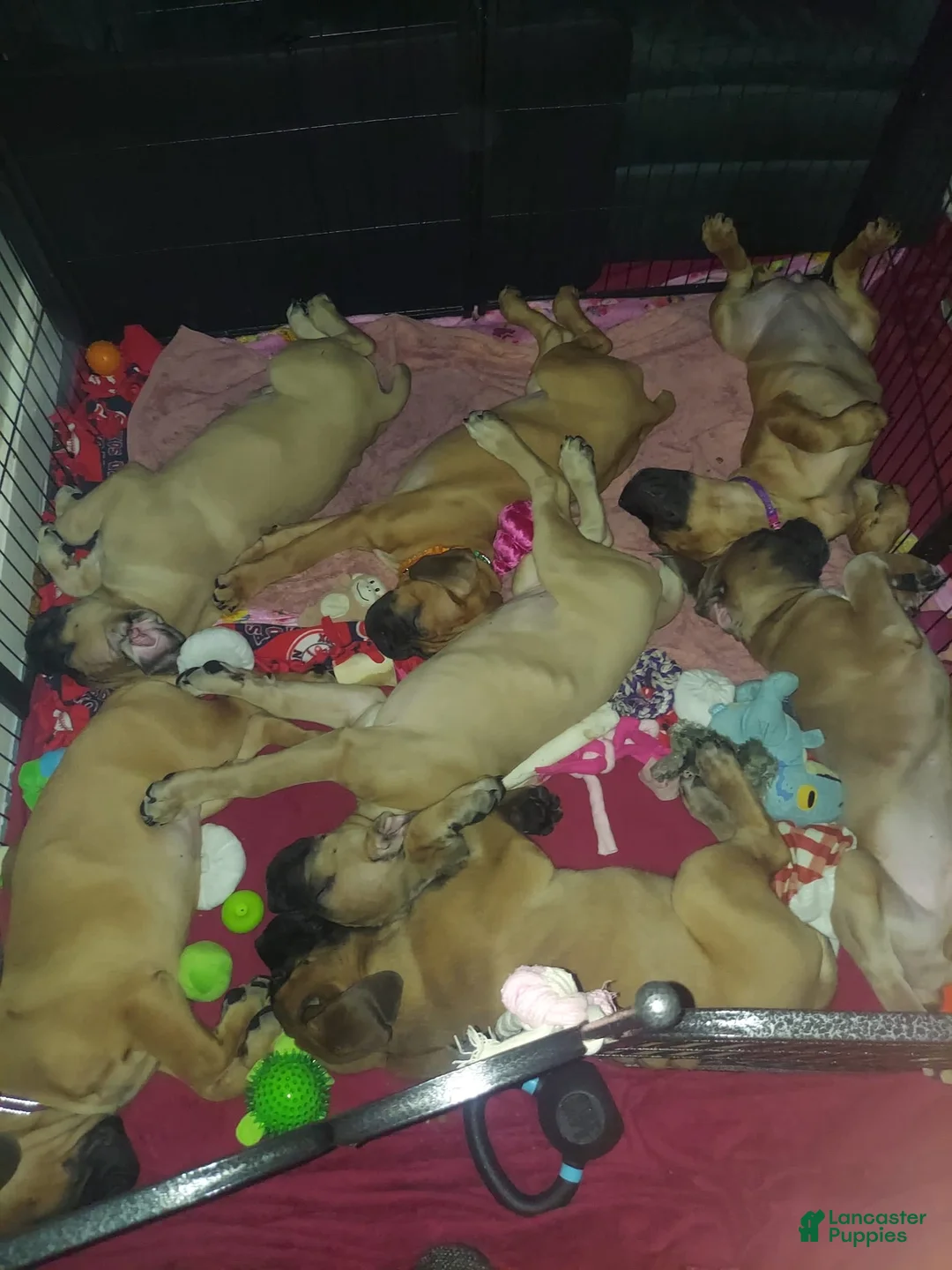 Gallery Image {{count}}