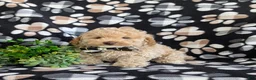 Toy Poodle dogs for sale: Sheldon 7 lbs Full Grown - Ad 2