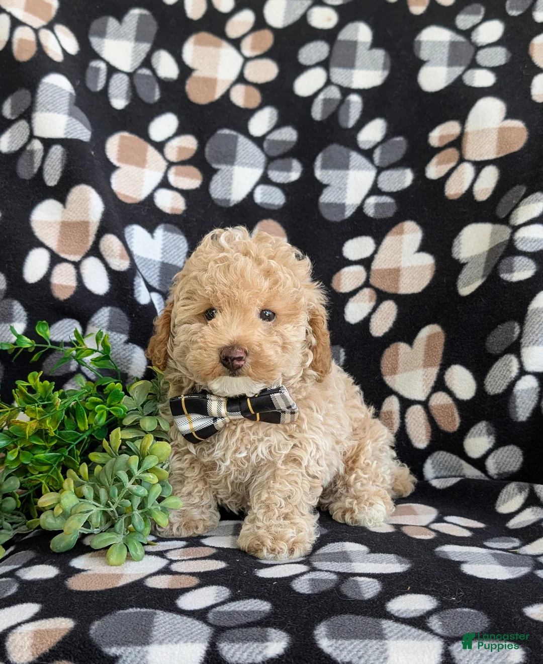 Toy Poodle dogs for sale: Sheldon 7 lbs Full Grown - Ad 2