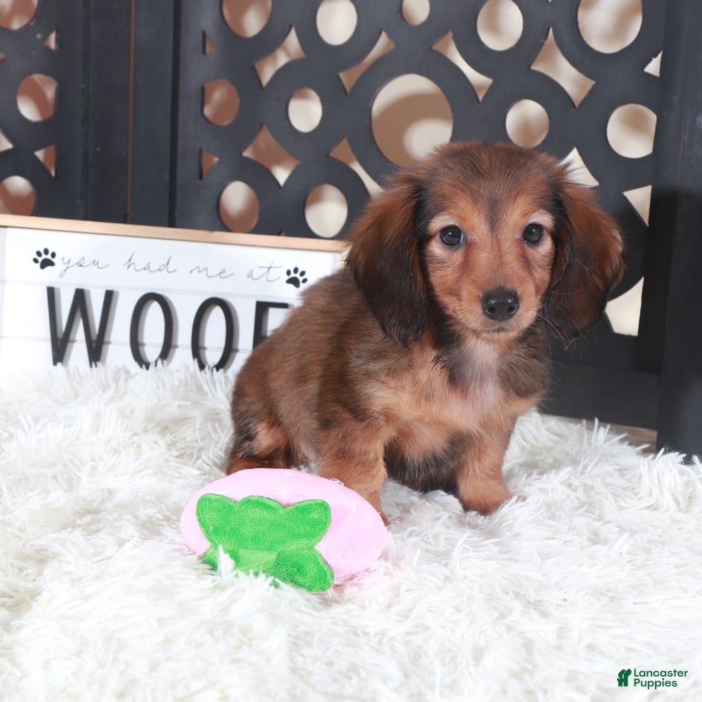 Miniature Dachshund dogs Miniature Dachshund Puppy Ruby - Ad 2