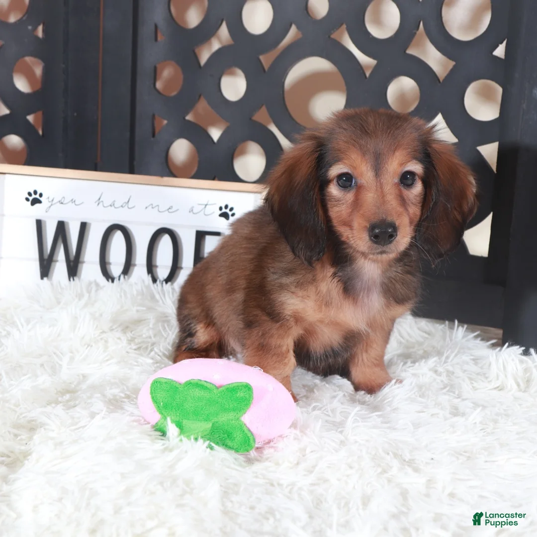 Miniature Dachshund dogs for sale: Miniature Dachshund Puppy Ruby - Ad 2