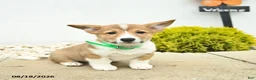 Welsh Corgi Pembroke dogs for sale: Buddy  - Ad 1