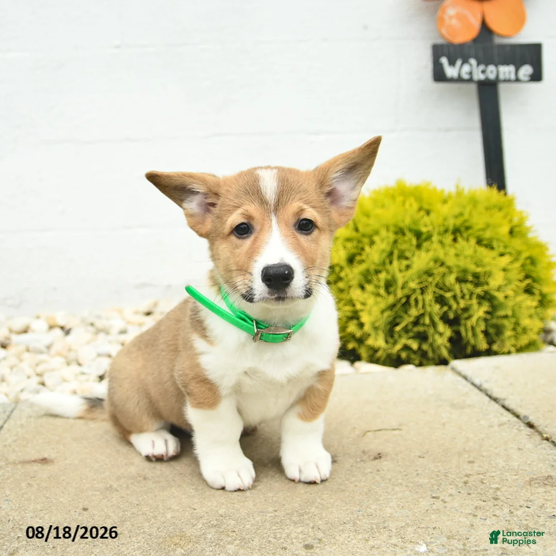 Welsh Corgi Pembroke dogs for sale: Buddy  - Ad 1