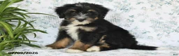 Mini Bernedoodle dogs for sale: Trent - Ad 3