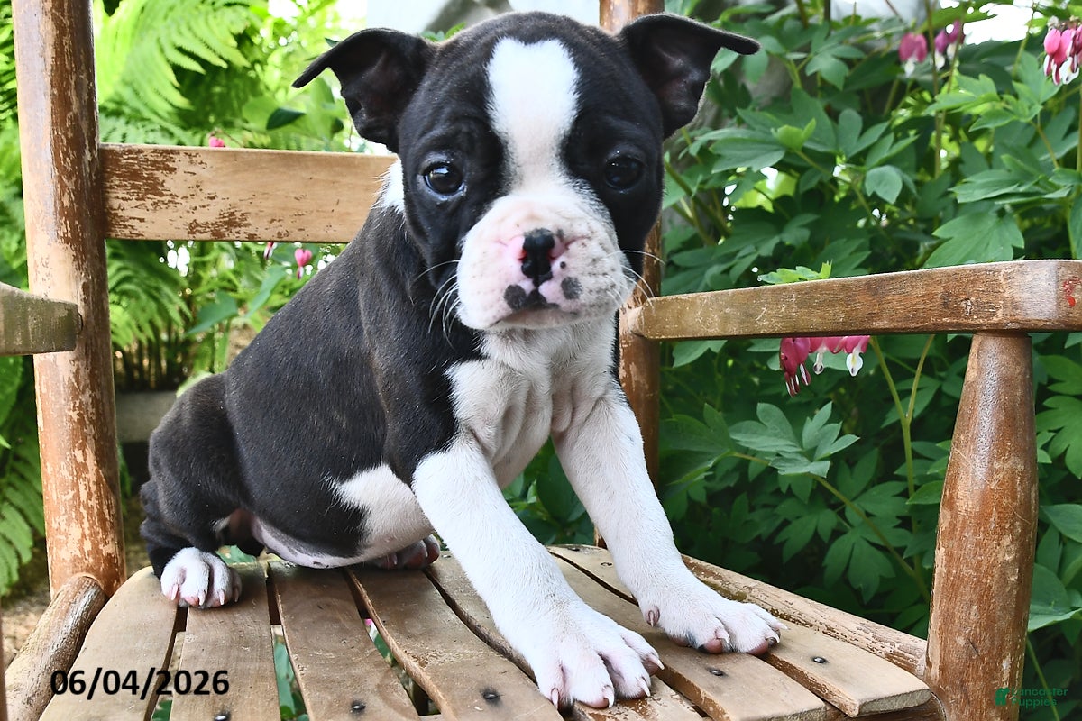 Boston Terrier dogs for sale: Princess - Ad 3
